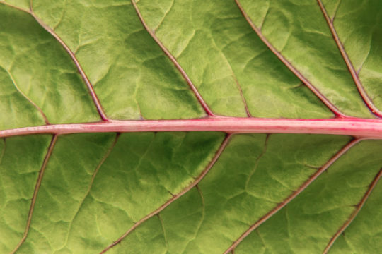 Misión / Visión | De la Raíz al Plato