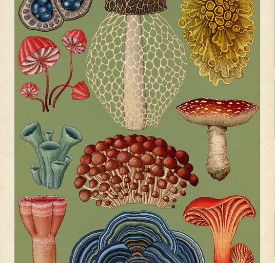 Conociendo el trabajo de Fundación Fungi y la importancia de los hongos