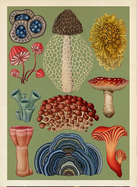 Conociendo el trabajo de Fundación Fungi y la importancia de los hongos