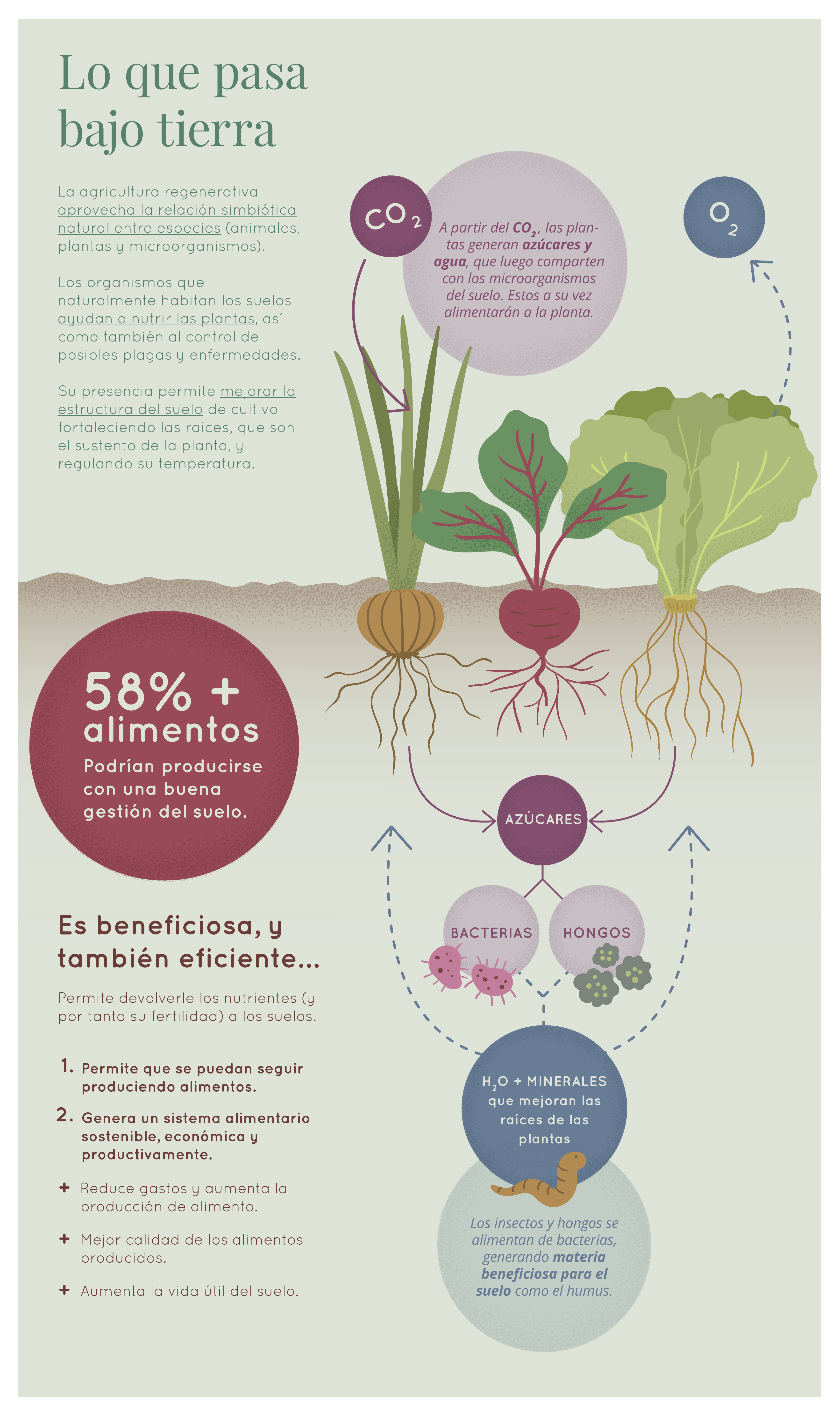 Agricultura regenerativa infografia