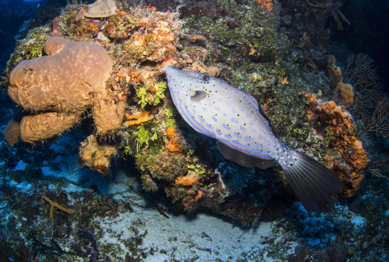 La importancia de los corales y cómo podemos ayudar a restaurarlos