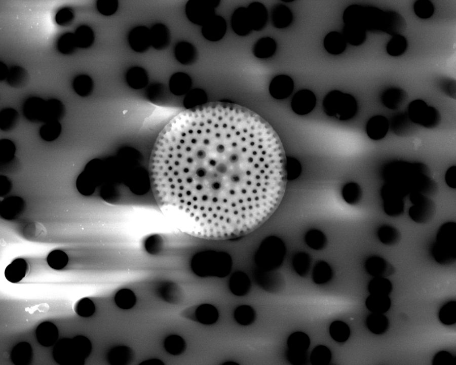 imagen diatomea microscopio