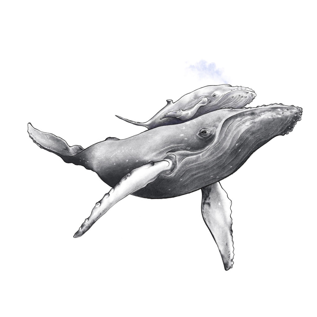 Ballenas jorobadas