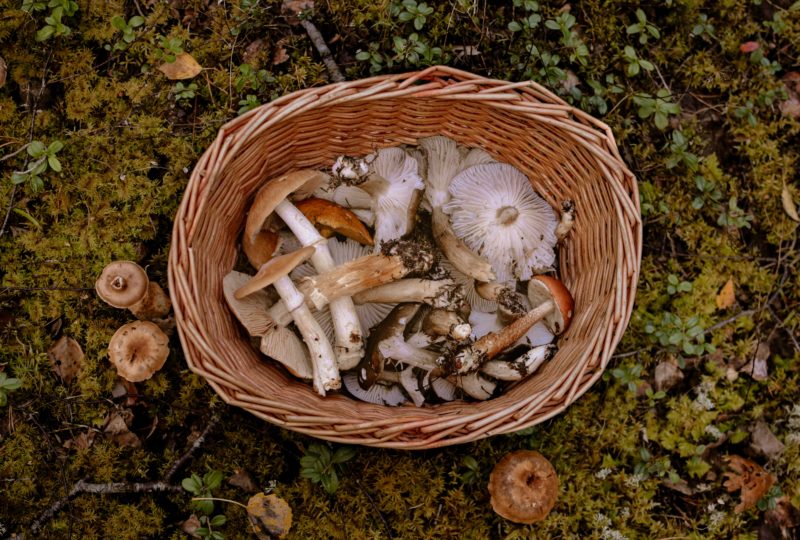 Hongos silvestres comestibles: un viaje a las profundidades del bosque y la cocina de recolección