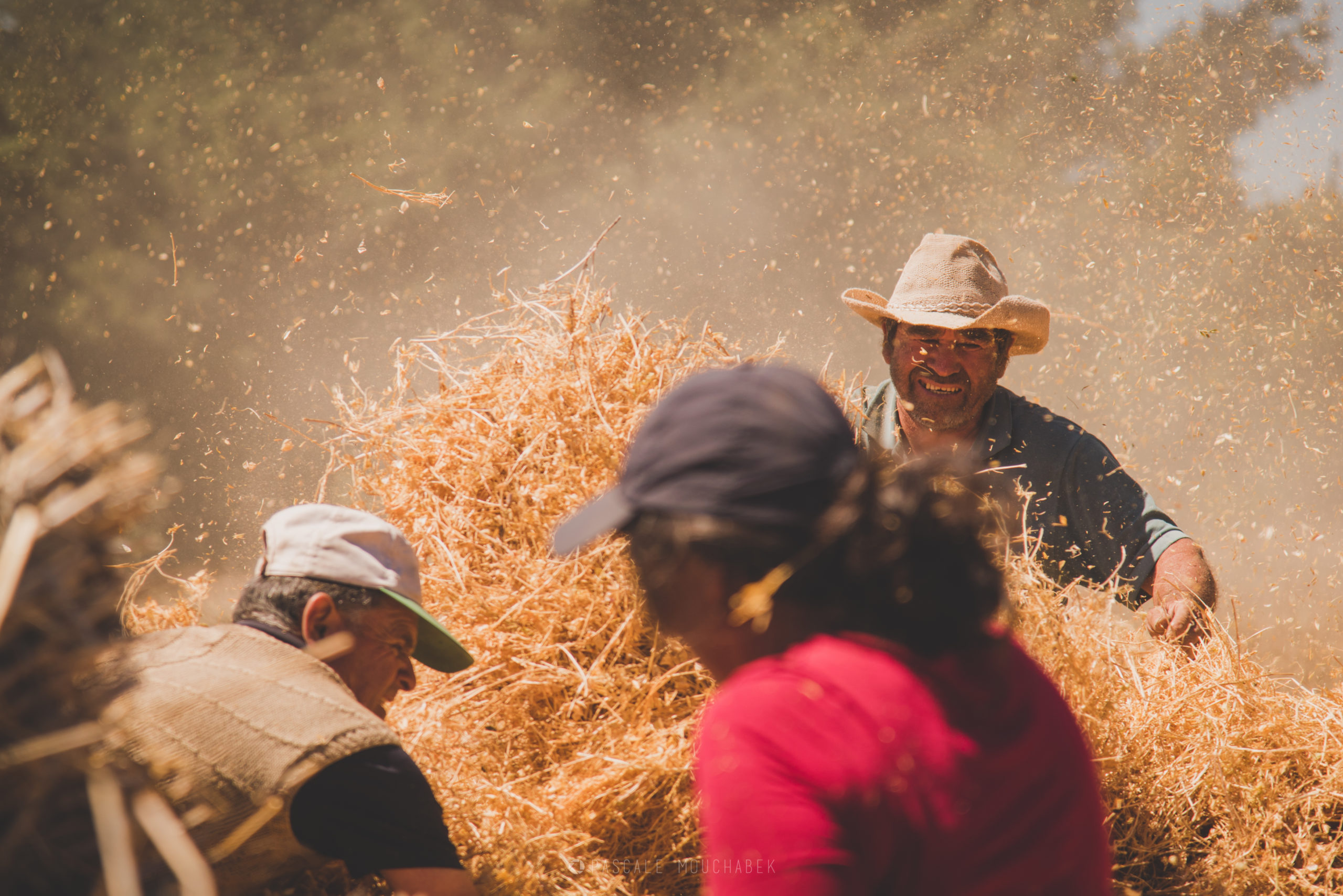 Cultivando trigo en el sur de Chile: Proyecto Siembra Trigo Negro