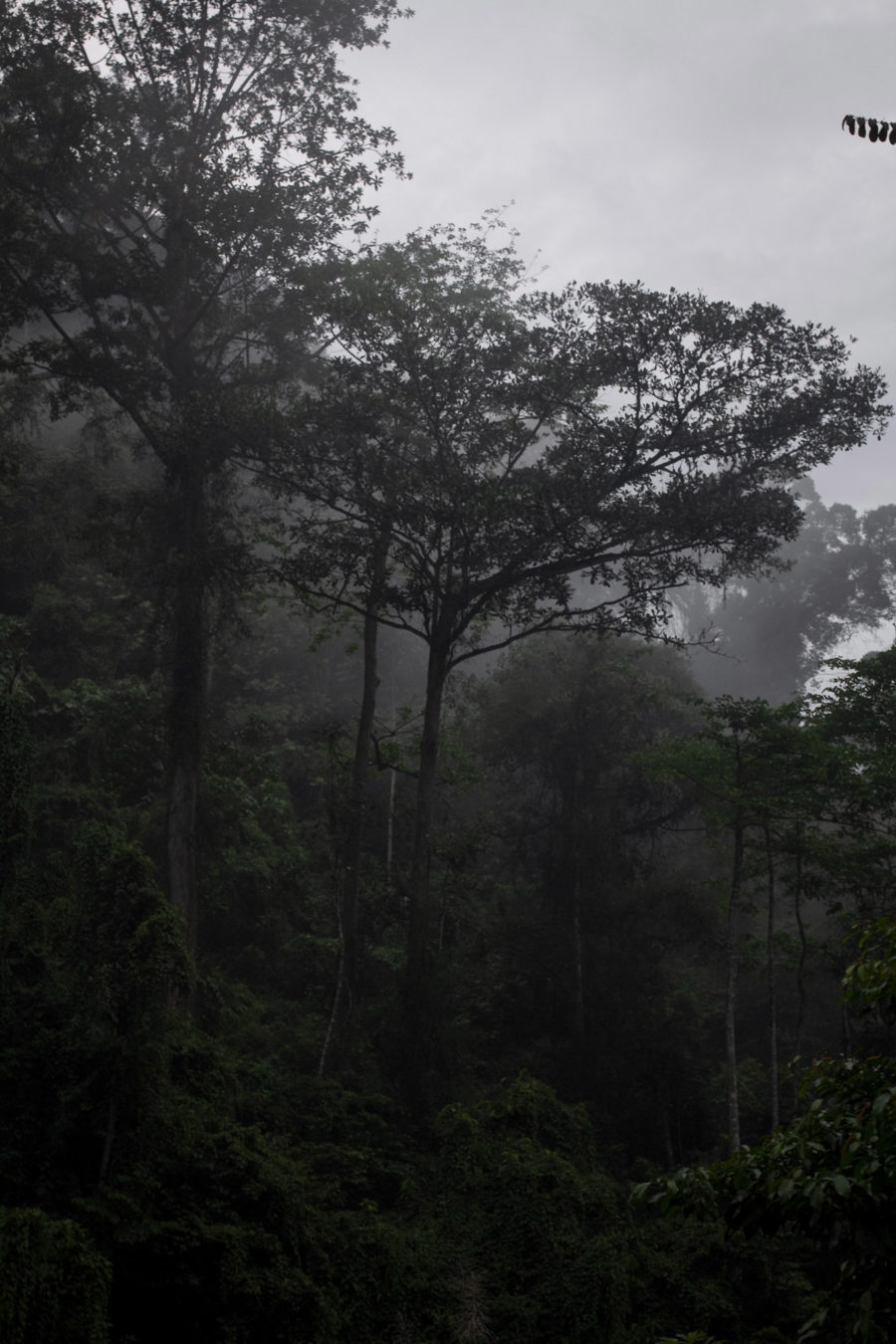 Bosque de Sumatra