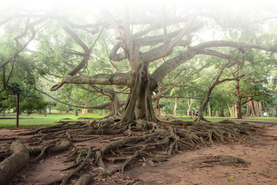 Raíces árbol - Foto por Alberto Marcías