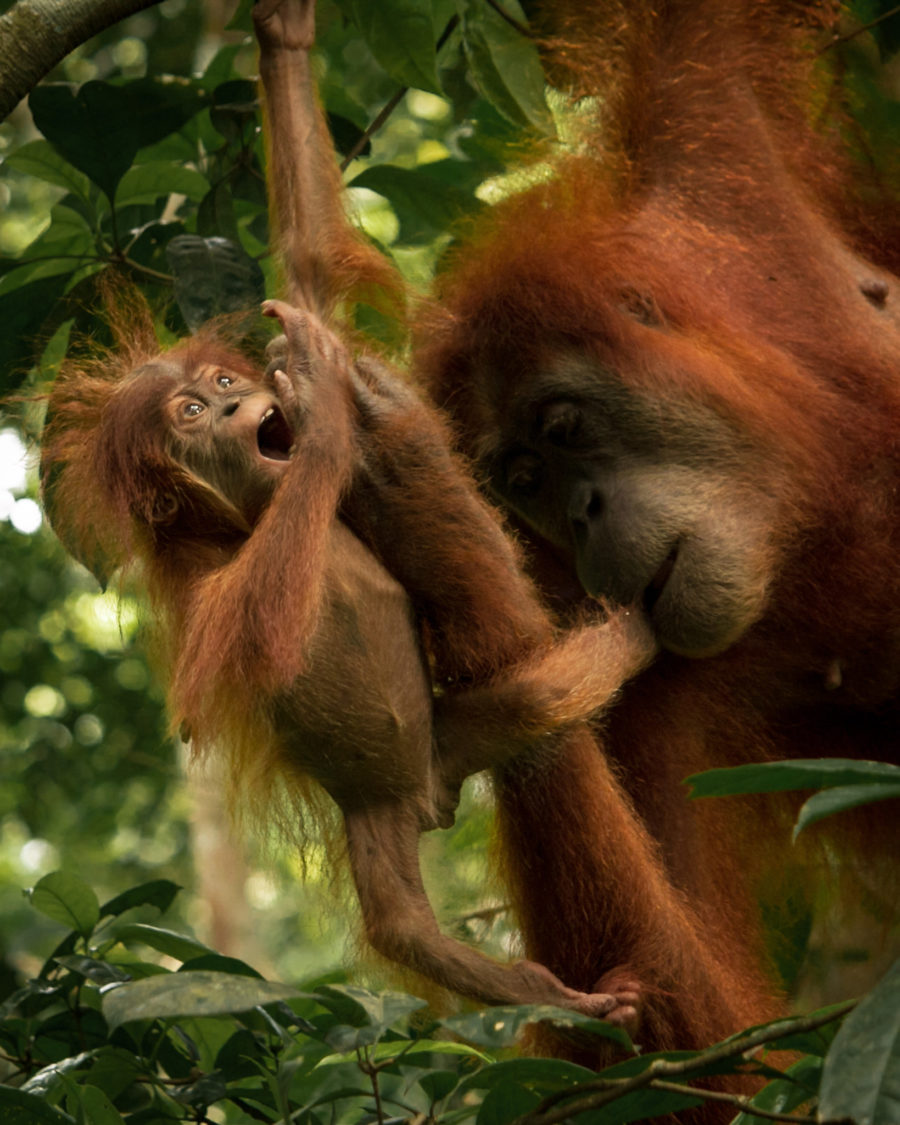 Orangután y cría