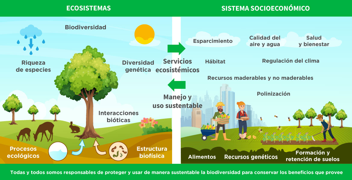 Servicios ecosistemicos 