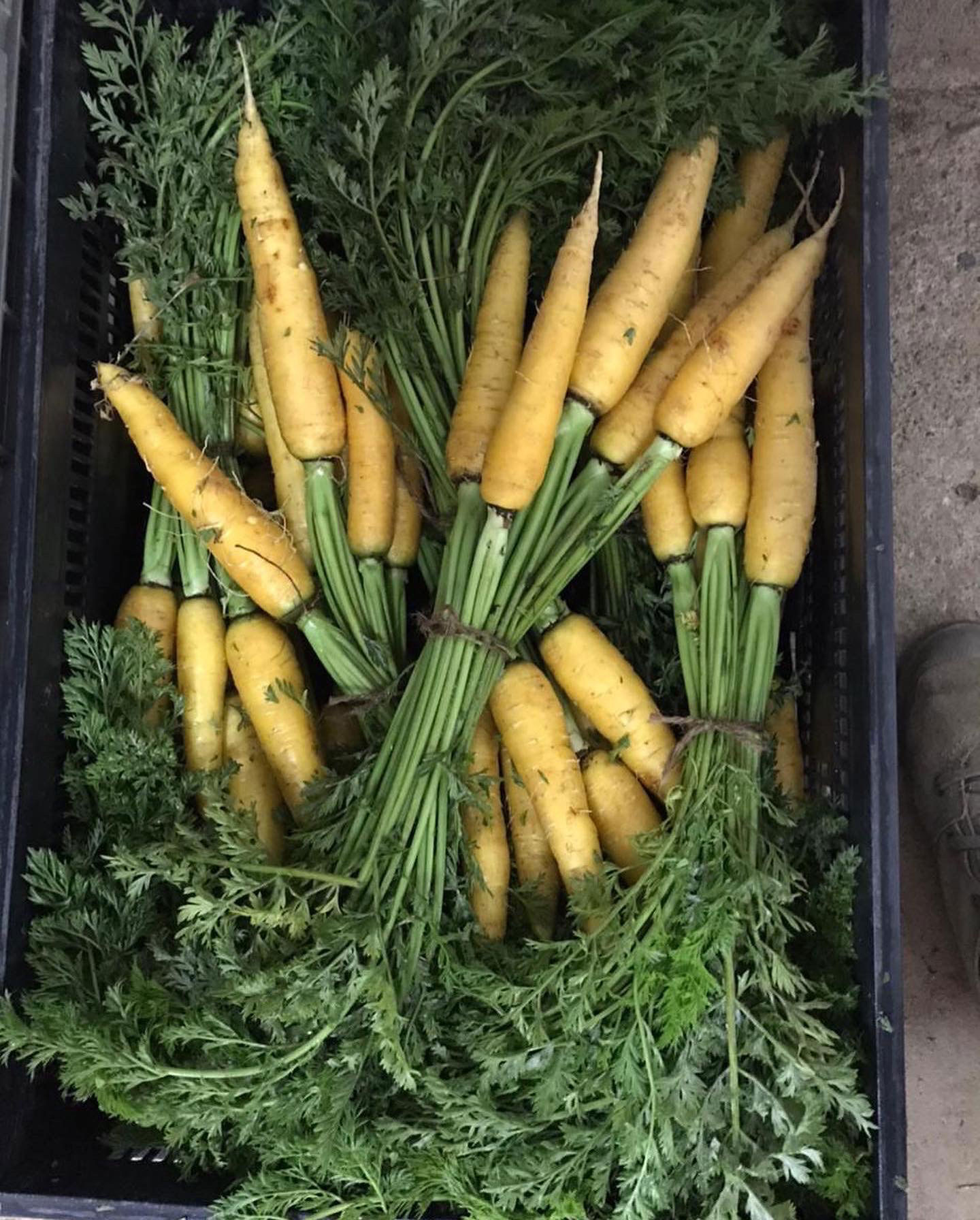 Zanahorias amarillas | Agrícola Primitiva