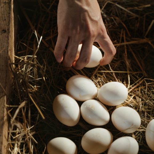 Huevos por Cottonbro studio