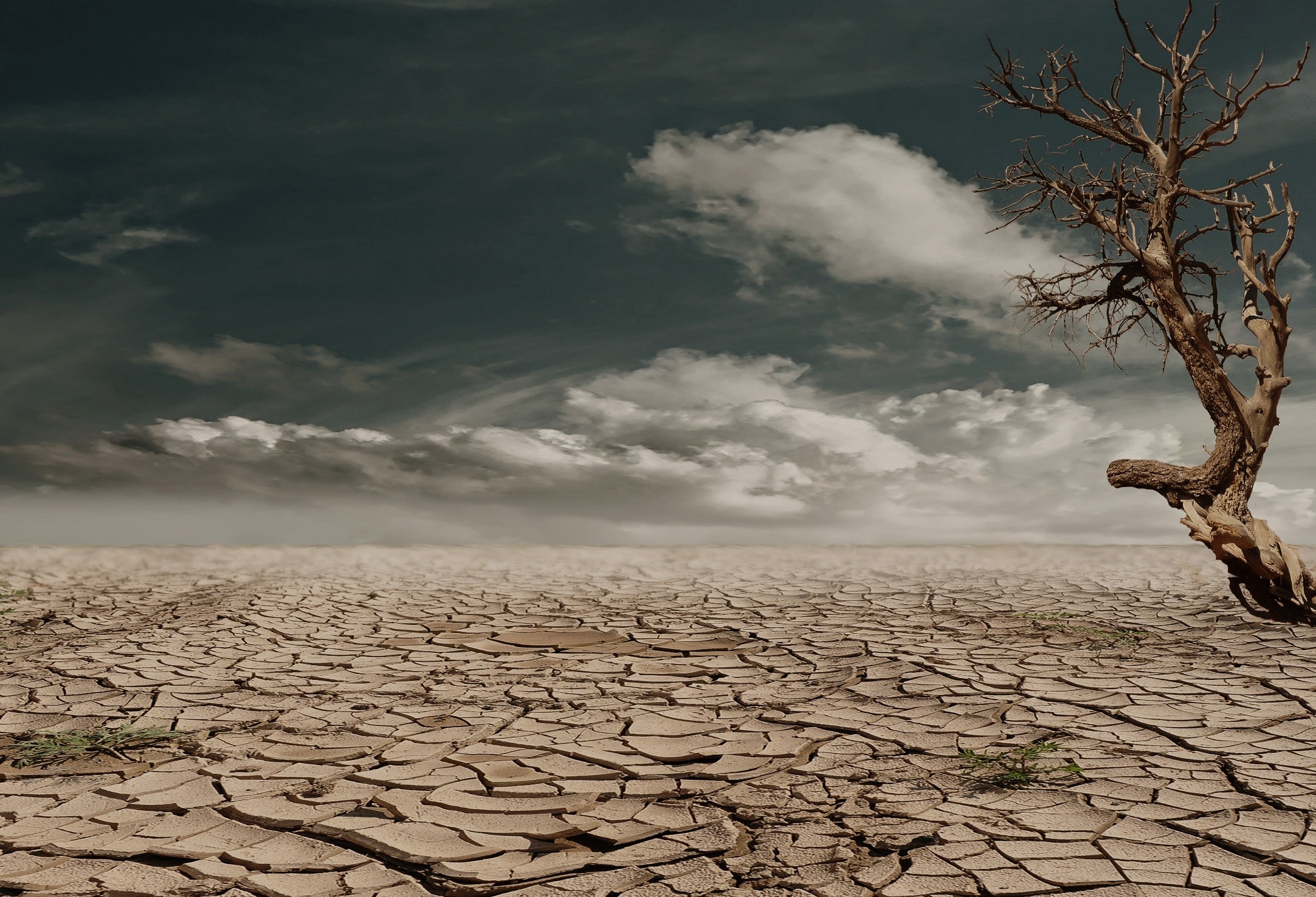 Desertificación, una amenaza latente para nuestros suelos