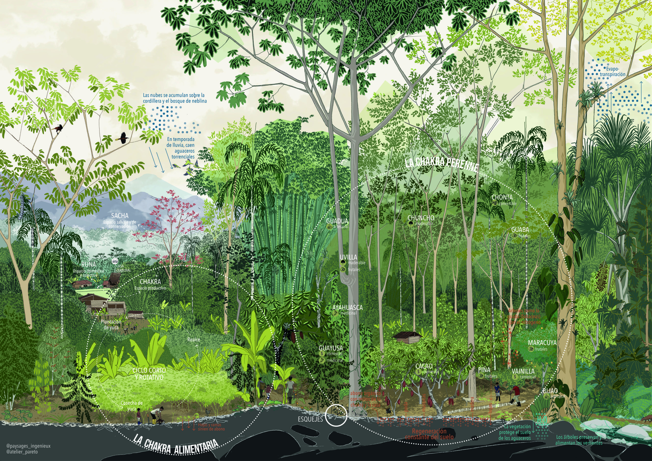 Ilustración de una Chakra Amazónica en Ecuador por Atelier Pareto (https://www.paysages-ingenieux.com/)
